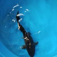 Gambar ikan koi karasu sz 20-25cm dari ALSYAN_FISH2 undefined 1 Tokopedia