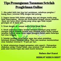 Gambar bibit rambutan tanpa biji dari BERKAT KEBUN BIBIT undefined 5 Tokopedia