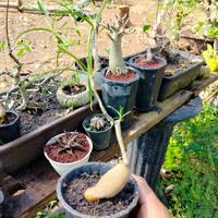 Gambar Euphorbia Hedyotoides Caudex di pot bonsai dari mayongraya bonsai undefined 1 Tokopedia
