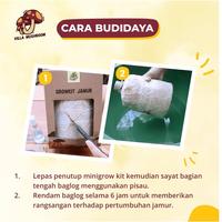 Gambar BESTT!!!! Paket Budidaya Jamur (Minigrow Kit) 1 Baglog Jamur dari EDI OFICIAL undefined 3 Tokopedia