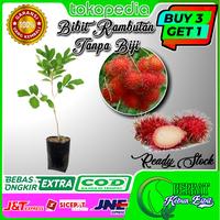 Gambar bibit rambutan tanpa biji dari BERKAT KEBUN BIBIT undefined 1 Tokopedia