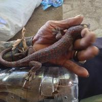 Gambar Tokek Rumah ukuran 20cm sepasang dari BettaLocalOfficial undefined 2 Tokopedia