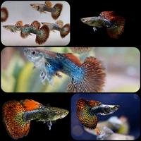 Gambar ikan hias guppy dragon untuk aquarium dan aquascape dari Kamimasai Aquatic undefined 1 Tokopedia