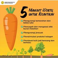 Gambar Sayur Wortel Sayur Segar Ibaza fruitsBOX dari fruitsBOX Buah & Sayur Segar undefined 4 Tokopedia