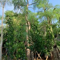 Gambar Pohon Moringa Kelor Afrika Batang Super Besar Tinggi dari Taman Forest Hijau undefined 2 Tokopedia