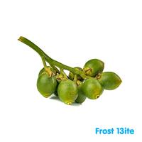 Gambar Buah Pinang / Jambe / Areca / Betel Nut 1 Ikat dari Frost Bitess undefined 1 Tokopedia