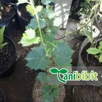 Gambar Bibit Anggur red master- Pohon Anggur - Tanaman cepat berbuah dari Tanbibit undefined 4 Tokopedia