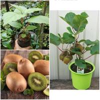 Gambar Tanaman Buah Kiwi / Actinidia Deliciosa / Kiwi Fruit dari Rocketfield Plantary undefined 1 Tokopedia
