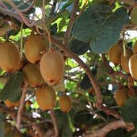 Gambar Tanaman Buah Kiwi / Actinidia Deliciosa / Kiwi Fruit dari Rocketfield Plantary undefined 4 Tokopedia
