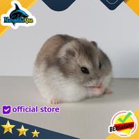 Gambar hamster cambell Premium Sehat Gemuk dari MatsudikaQua undefined 1 Tokopedia
