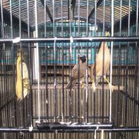 Gambar Burung jalak Brahmana ( india ) dari Kuli maliter bird shop undefined 3 Tokopedia