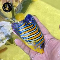 Gambar Angel doreng padang / yellow belly regal angel size M dari Seaquest Aquatic Studio undefined 2 Tokopedia