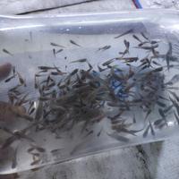 Gambar Ikan Cere Hidup Pakan Ikan Predator dari Azzahraquatic27 undefined 1 Tokopedia