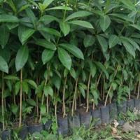 Gambar Bibit buah bintaro asli tinggi 50-70 cm bibit tanaman herbal dari Candra25Herbal undefined 1 Tokopedia