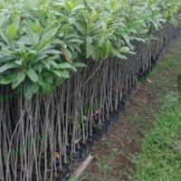 Gambar Bibit buah bintaro asli tinggi 50-70 cm bibit tanaman herbal dari Candra25Herbal undefined 3 Tokopedia
