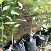 Gambar Bibit buah bintaro asli tinggi 50-70 cm bibit tanaman herbal dari Candra25Herbal undefined 2 Tokopedia
