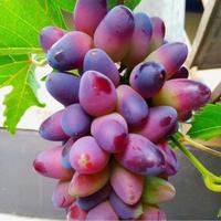 Gambar Bibit anggur import beauty krasotka dari PUSAT BIBIT BUAH SURGA undefined 1 Tokopedia