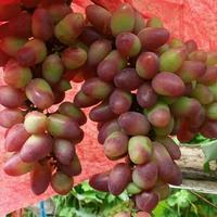 Gambar Bibit anggur import beauty krasotka dari PUSAT BIBIT BUAH SURGA undefined 2 Tokopedia