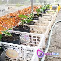 Gambar Bibit Strawberry Sagahonoka | Dataran Rendah | Cepat Berbuah Stroberi dari BerriesPlant undefined 2 Tokopedia