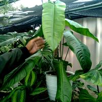 Gambar Philodendron Sharoniae San Antonio Mature Form size XL dari Toko Hobipedia undefined 3 Tokopedia