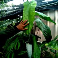 Gambar Philodendron Sharoniae San Antonio Mature Form size XL dari Toko Hobipedia undefined 2 Tokopedia