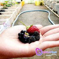 Gambar Bibit Strawberry Sagahonoka | Dataran Rendah | Cepat Berbuah Stroberi dari BerriesPlant undefined 3 Tokopedia