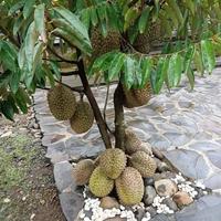 Gambar Bibit Durian Montong 1 Meter Hasil Okulasi Pendek Berbuah dari Pesona Bibit Unggul undefined 1 Tokopedia