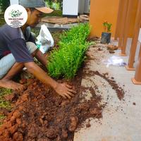 Gambar taman rumah nusa loka bsd dari Ipva Jaya Florist undefined 2 Tokopedia