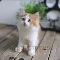 Gambar Kucing Kitten Persia dari Nekopethouse - Adopsi Kucing undefined 3 Tokopedia