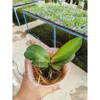 Gambar Tanaman hias seedling anggrek bulan remaja ID phal lime maroon dari Samawa.garden undefined 2 Tokopedia