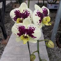 Gambar Tanaman hias seedling anggrek bulan remaja ID phal lime maroon dari Samawa.garden undefined 1 Tokopedia