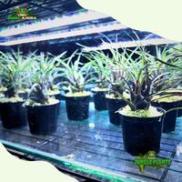 Gambar Tanaman Vivarium Vriesea racianea dari Dunia Anura 99 undefined 2 Tokopedia