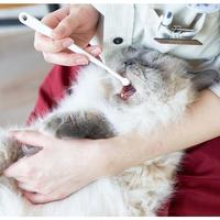 Gambar Odol kucing Bioline dental toothpaste for cat 50gr - odol khusu kucing - Hanya odol saja dari Mami Mami Store undefined 3 Tokopedia