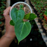 Gambar Anthurium King Of Spades Hybrid x Forgetii Papillilaminum white stripe - S dari Tanamanhias.Obyor undefined 5 Tokopedia