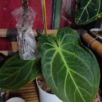 Gambar Anthurium King Of Spades Hybrid x Forgetii Papillilaminum white stripe - S dari Tanamanhias.Obyor undefined 2 Tokopedia