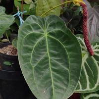 Gambar Anthurium King Of Spades Hybrid x Forgetii Papillilaminum white stripe - S dari Tanamanhias.Obyor undefined 3 Tokopedia