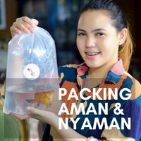 Gambar IKAN MAS KOKI RANCHU CALICO JUMBO 12-13 CM CORAK CINA dari DELIMAMERAHFARM STORE undefined 3 Tokopedia