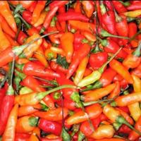 Gambar cabe rawit merah domba 100 gram cengek domba merah - 1, 100 gram dari D&Rshope undefined 2 Tokopedia