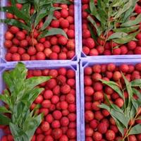 Gambar Buah Leci Merah perkg dari Malakeyashop undefined 4 Tokopedia