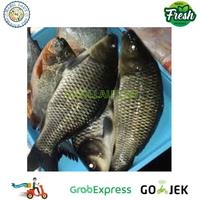 Gambar Ikan mas segar fresh 1 Kg - 1/2 kg dari Hasil laut pasar serpong undefined 3 Tokopedia