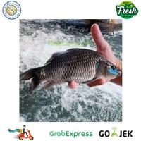 Gambar Ikan mas segar fresh 1 Kg - 1/2 kg dari Hasil laut pasar serpong undefined 1 Tokopedia