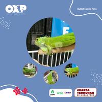 Gambar IGUANA GREEN SIZE 60CM KUAT/RAKUS/SEHAT/NO MINUS dari outlet exotic pets undefined 2 Tokopedia