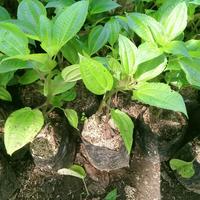Gambar tanaman daun pohpohan bibit lalapan dari Della Taman_NEW undefined 4 Tokopedia