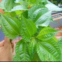 Gambar tanaman daun pohpohan bibit lalapan dari Della Taman_NEW undefined 2 Tokopedia