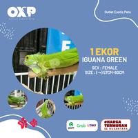 Gambar IGUANA GREEN SIZE 60CM KUAT/RAKUS/SEHAT/NO MINUS dari outlet exotic pets undefined 1 Tokopedia