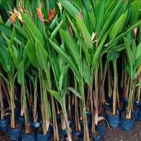 Gambar tanaman hias Pisang Heliconia psittacorum // pisangan heliconia merah dari puspa florista undefined 2 Tokopedia