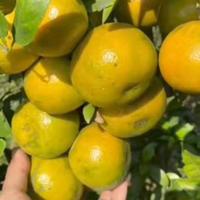 Gambar jeruk siam madu dari SPR buah segar cikutra undefined 2 Tokopedia