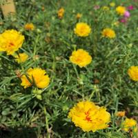 Gambar tanaman hias bunga krokot mossrose lemon sultan dari rumah krokot ku undefined 3 Tokopedia