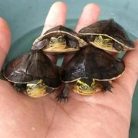 Gambar Kura Kura Ambon Batok Baby dari raalreps undefined 2 Tokopedia
