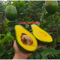 Gambar Bibit Alpukat Pangeran Super Pulen - polibek 16 dari hera_vernando undefined 1 Tokopedia